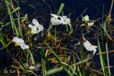 flora