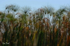 flora