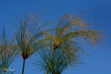 flora