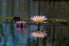 flora