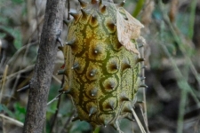 flora