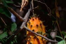 flora
