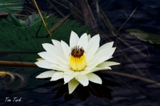 flora