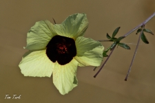 flora