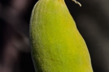 flora