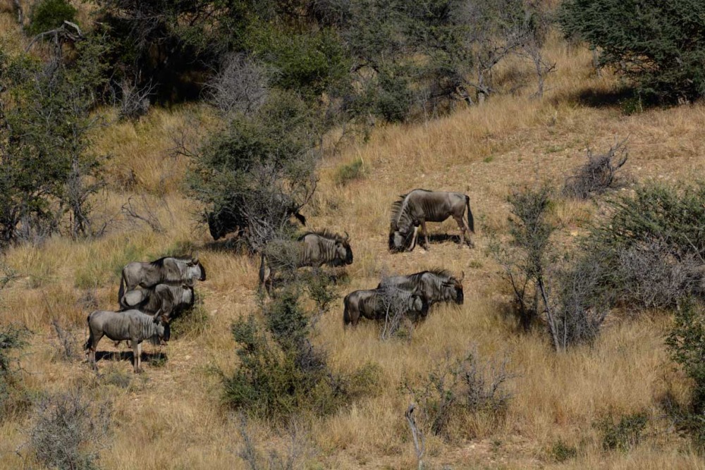 sesalci/mammals