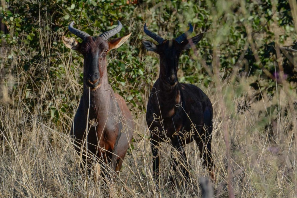 sesalci/mammals