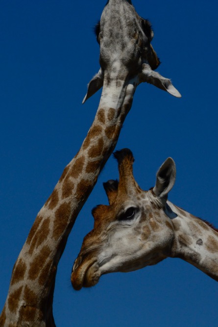 sesalci/mammals