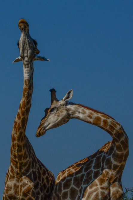sesalci/mammals