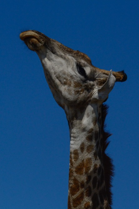 sesalci/mammals
