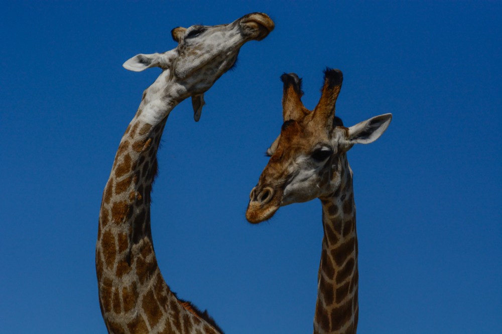 sesalci/mammals
