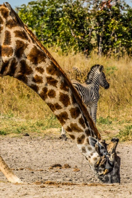 sesalci/mammals