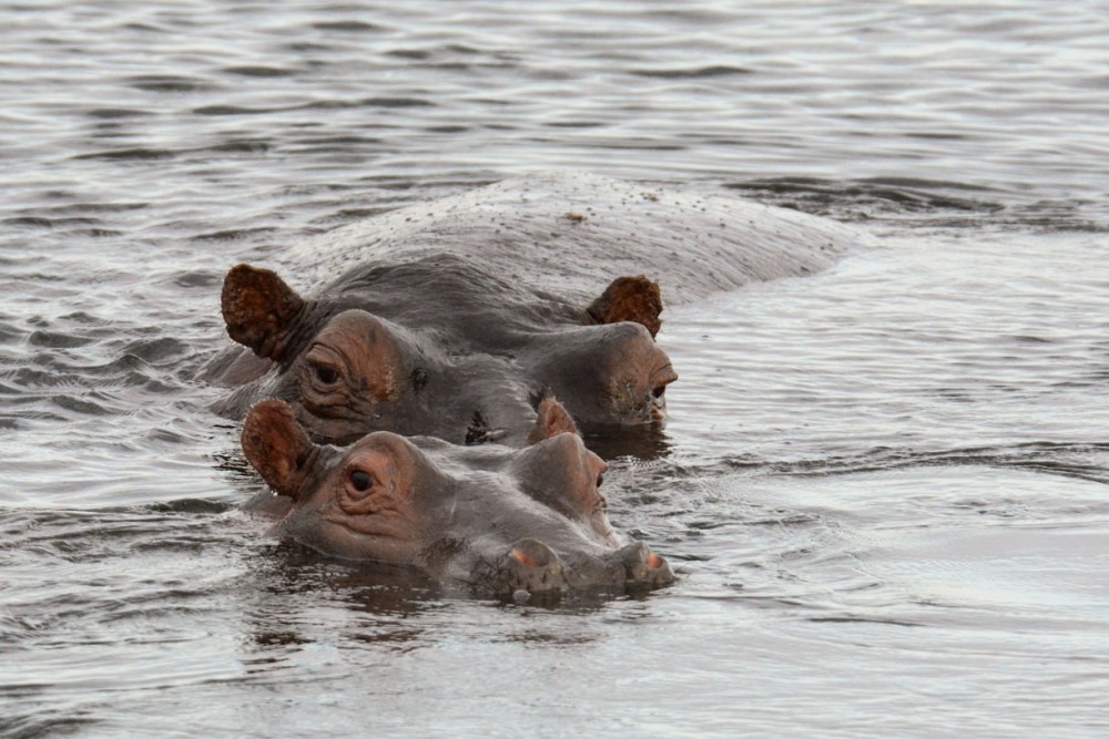 sesalci/mammals