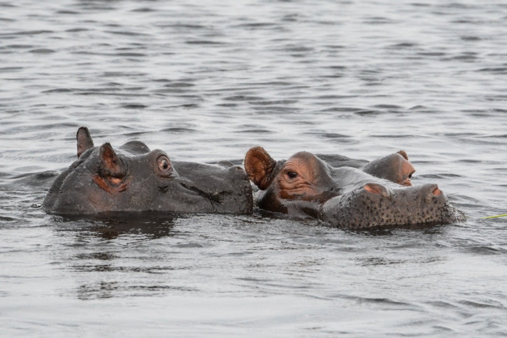 sesalci/mammals