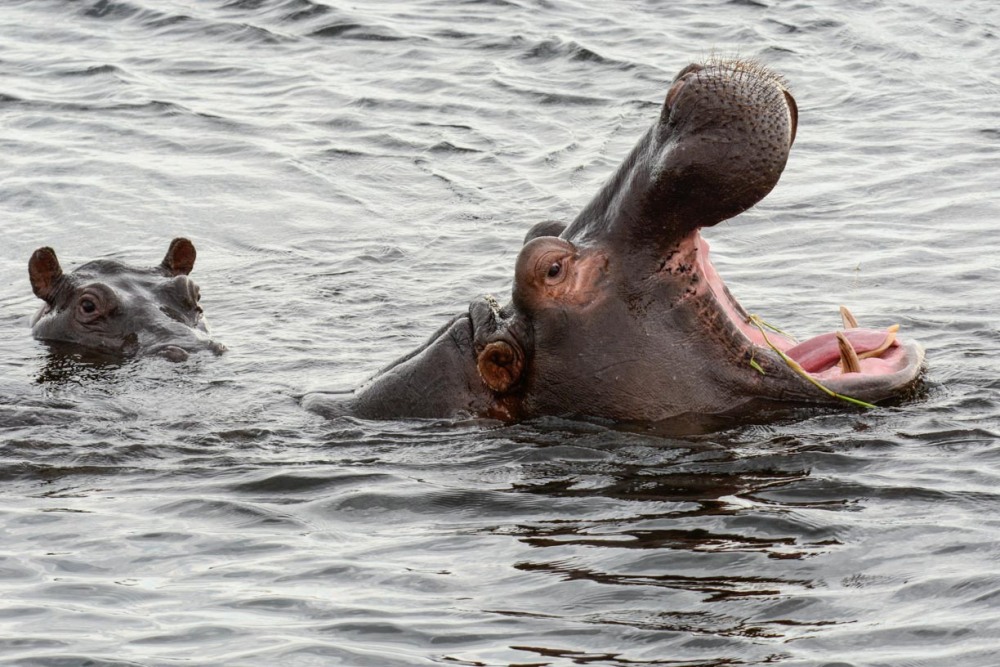 sesalci/mammals