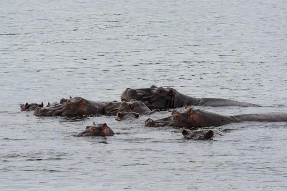 sesalci/mammals