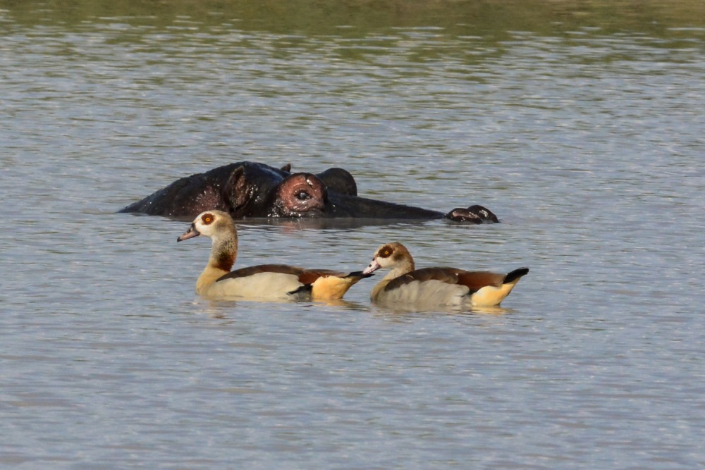 sesalci/mammals