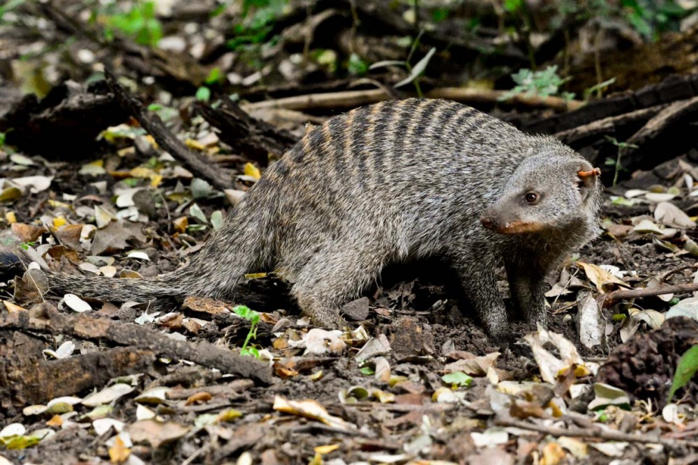 sesalci/mammals
