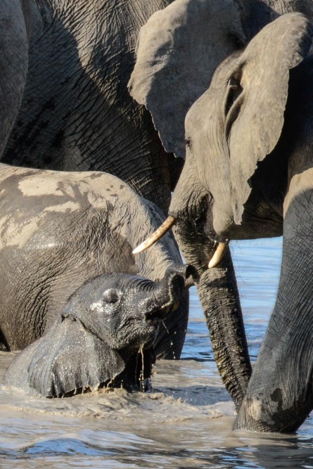 sesalci/mammals