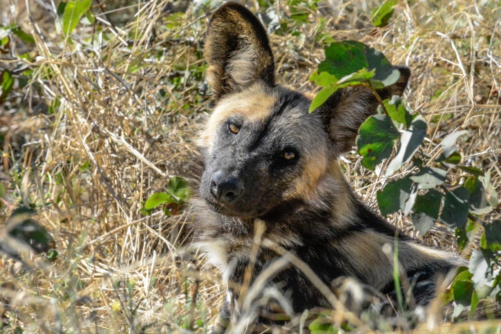 sesalci/mammals