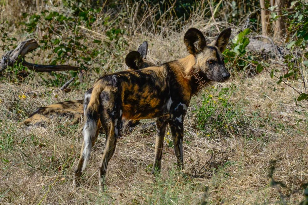 sesalci/mammals