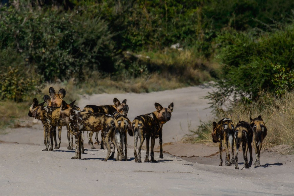 sesalci/mammals