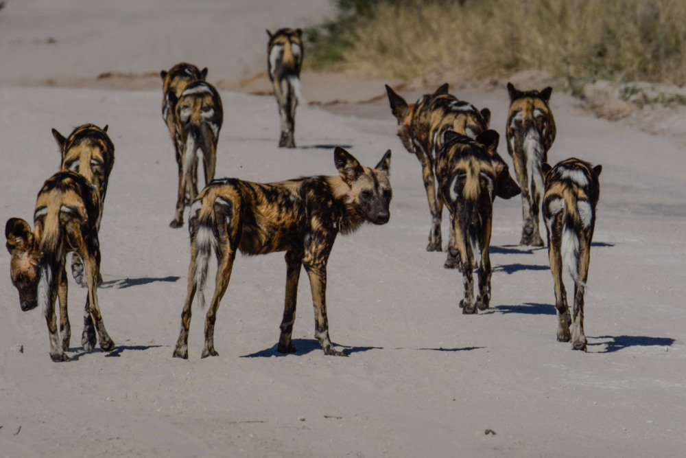 sesalci/mammals