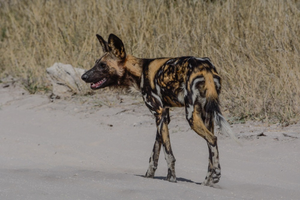 sesalci/mammals