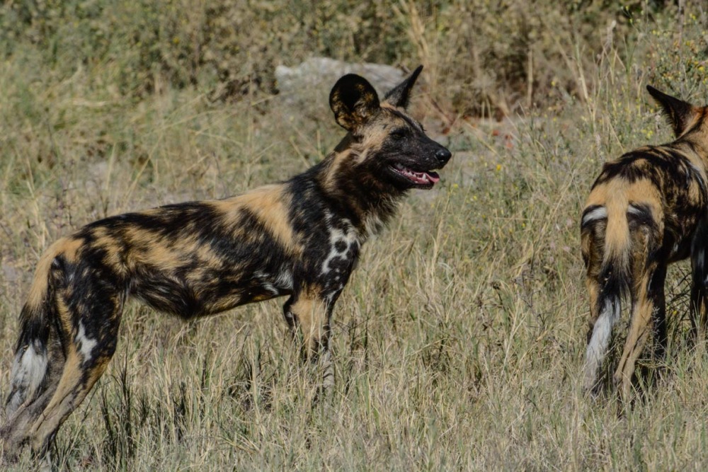 sesalci/mammals