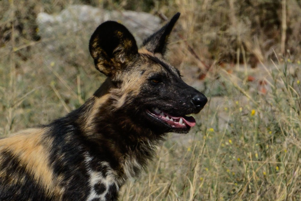 sesalci/mammals