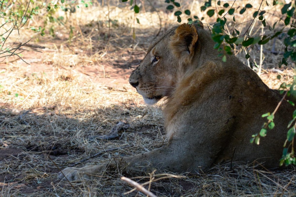 sesalci/mammals