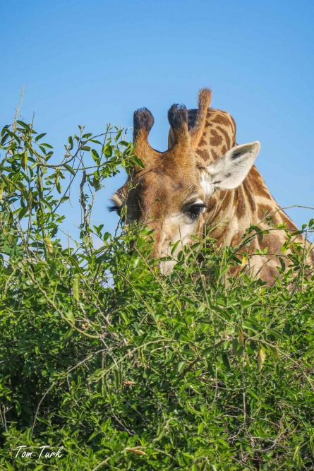 sesalci/mammals