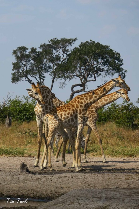 sesalci/mammals