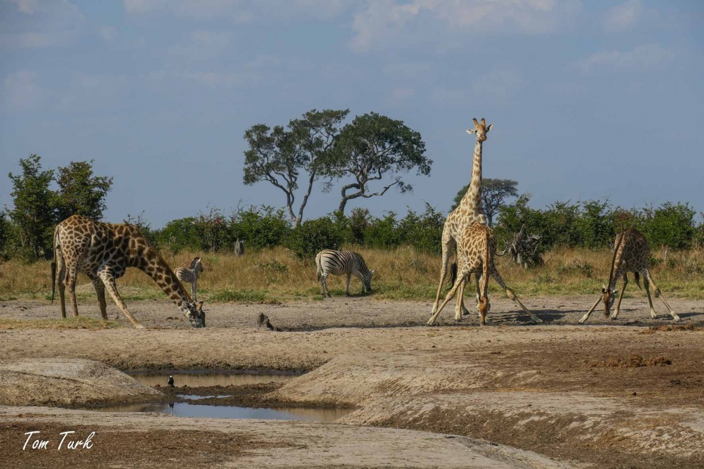 sesalci/mammals