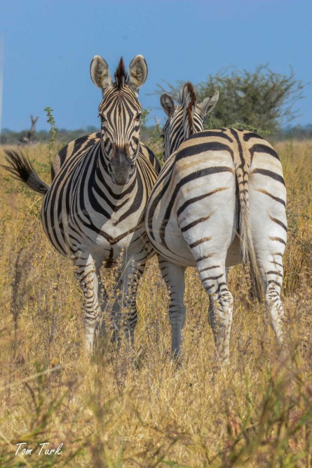 sesalci/mammals