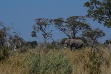 sesalci/mammals