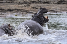 sesalci/mammals