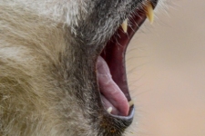 sesalci/mammals
