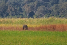 sesalci/mammals