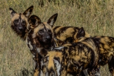 sesalci/mammals