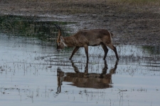 sesalci/mammals