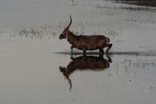 sesalci/mammals