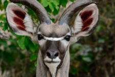 sesalci/mammals