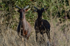 sesalci/mammals