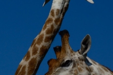 sesalci/mammals