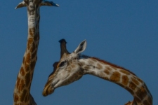 sesalci/mammals