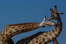 sesalci/mammals