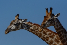 sesalci/mammals