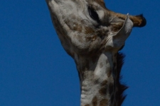 sesalci/mammals