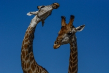 sesalci/mammals